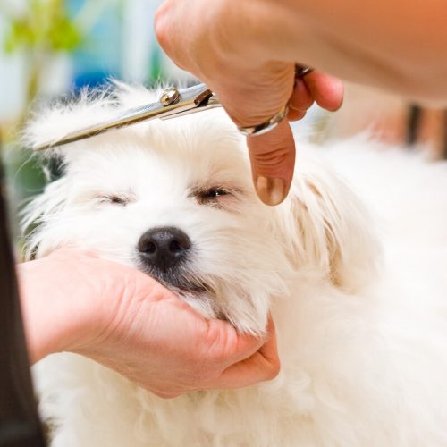 Pet Grooming in Green Cove Springs, FL - Green Cove Animal Hospital